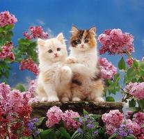 Poster Gattini e fiori