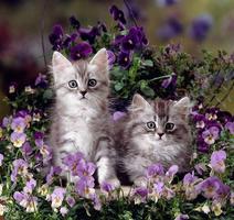 1 Schermata Gattini e fiori