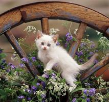 2 Schermata Gattini e fiori
