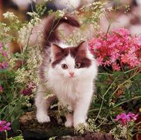 3 Schermata Gattini e fiori