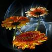 Flowers)))