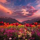 Sunsets and flowers APK