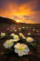 Sunsets and flowers Plakat
