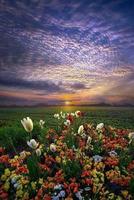 Sunsets and flowers Screenshot 1
