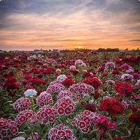 Sunsets and flowers Screenshot 2