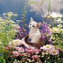 Gatitos: APK