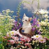 Icona Gattini: