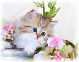 Kittens: پوسٹر