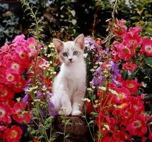Kittens: اسکرین شاٹ 1