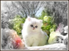 Kittens: اسکرین شاٹ 3