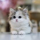 子猫の綿毛 アイコン