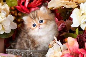 子猫の綿毛 スクリーンショット 1