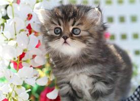 子猫の綿毛 スクリーンショット 2