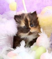 子猫の綿毛 スクリーンショット 3
