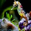 Seahorses