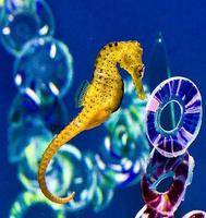海馬 截圖 1