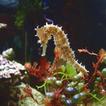 Seahorses)