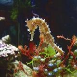 Seahorses) আইকন