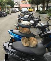 Funny photos_) تصوير الشاشة 1