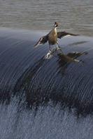 Funny photos_) تصوير الشاشة 2