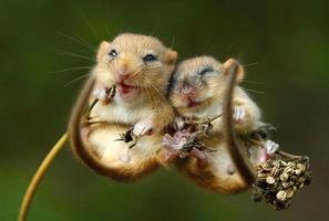 Funny photos_) تصوير الشاشة 3