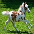 APK Pony)