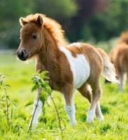 Poneys) Affiche