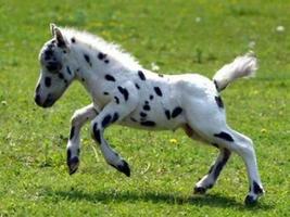 Poneys) capture d'écran 1