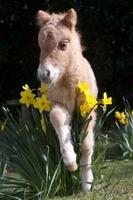 Poneys) capture d'écran 2