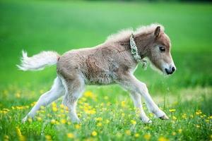 Poneys) capture d'écran 3