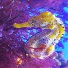 Seahorses)) icon