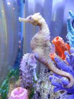 Seahorses)) poster