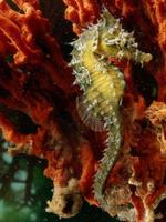 Seahorses)) screenshot 1