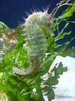 Seahorses)) screenshot 2
