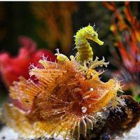 Seahorses)) screenshot 3