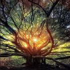Photographs, effects, beauty ikona