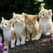 Live HD Cute Cat Wallpaper