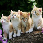 Live HD Cute Cat Wallpaper иконка
