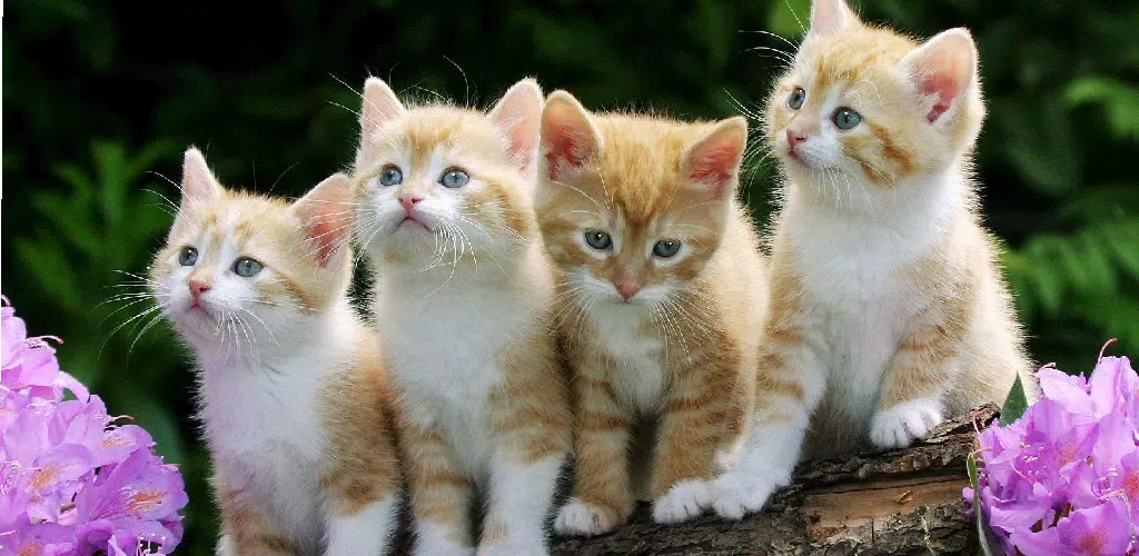 Live HD Cute Cat Wallpaper APK for Android Download Live HD Cute Cat Wallpaper APK for Android Download