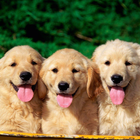 pet wallpaper آئیکن