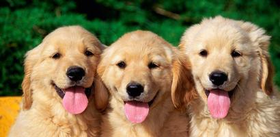 pet wallpaper پوسٹر