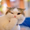 cute cat 4k wallpapers APK