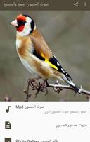 صوت الحسون اسمع واستمتع Cartaz