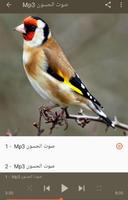 صوت الحسون اسمع واستمتع imagem de tela 1