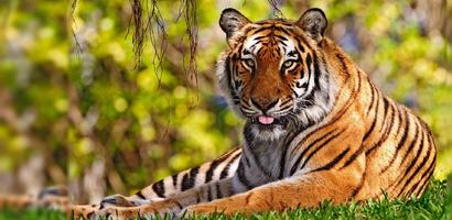 Tigre Wallpaperium الملصق