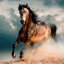 chuval  wallpaper APK