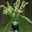 Lily Wallpapers APK