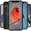 Bird Wallpaper ไอคอน