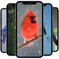 ”Bird Wallpaper