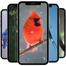 Bird Wallpaper APK